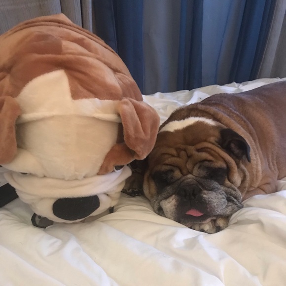 Just a dude(Mat) & his Bulldog(Molly) -Syracuse NY - Picture 5 of 8